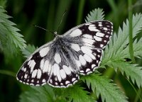 235 - MARBLED WHITE - LAMBETH ROY - united kingdom <div